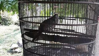 Burung Perkulut Lokak Gacor Suara Besar