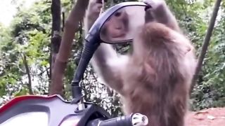 funniest-monkey-cat-shortsvideo-compilation-amazing