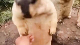 vido funny animal part 5