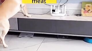 If you don't give me meat I will die?????