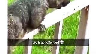 Funny animals tiktok video 2