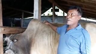 bukan 5 tahun babang