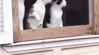 lucu banget yang tengah
