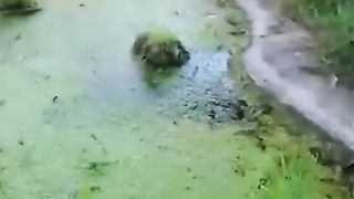 On  trouve un requin dans un aquarium abandonné !