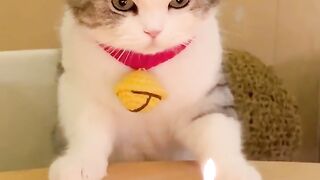 my cat is my favorite 74