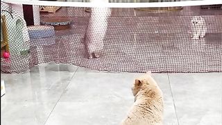 my cat is my favorite 76