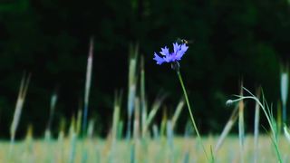 Beautiful View of Nature | Relaxing Soul | Peaceful View | 4K
