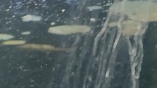 Un crocodile dans les égouts de Paris !