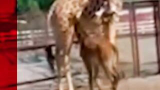 A Rare Baby Giraffe Which has no Spots