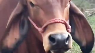 Rock man vs Rock cow