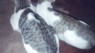 Cute Beauty Cat Lovers