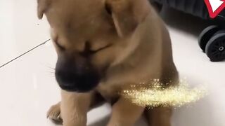 Funny Animals moment ever ????