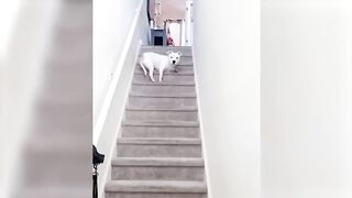 Funy cats video