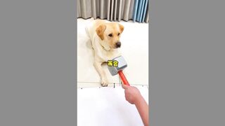 funny dog 14