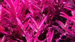 ROTALA ROTUNDIFOLIA