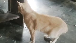 Indonesian Native Cat