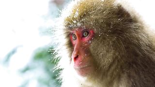 Animals 4k 01