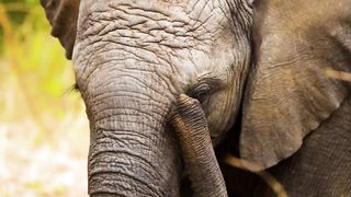 Animals 4k 02