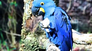 Animals 4k 03
