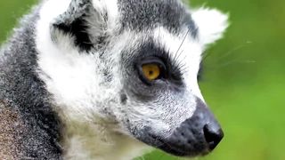 Animals 4k