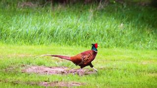 Animals 4k 2