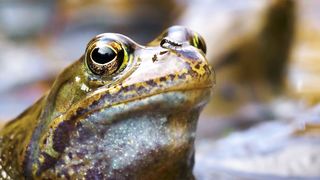 Animals 4k 4