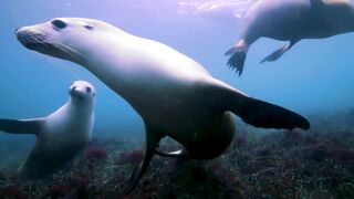 Animals 4k 5