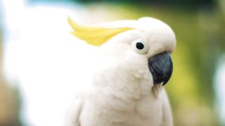 Animals 4k 6