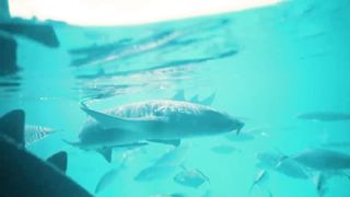 Animals 4k 7