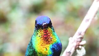 Animals 4k 9