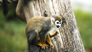 Animals 4k 10