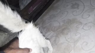 My cat is beautiful
