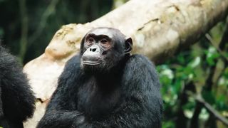Animals 4k 11
