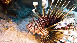 Animals 4k 12