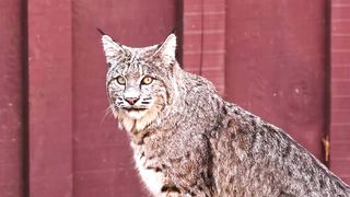 Animals 4k 13