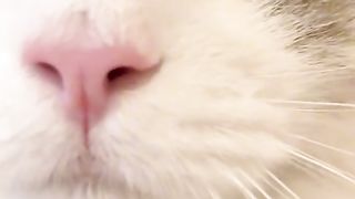 Cat кошка