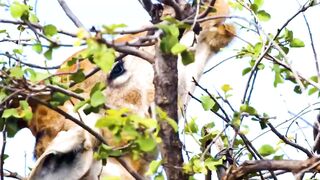 Animals 4k 14