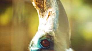Animals 4k 17