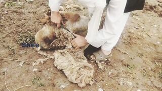 Harvesting Nature's Bounty: Sheep Shearing with Skilled Hands