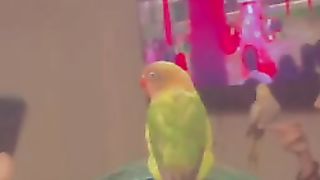 Fischer parrot ????♥️