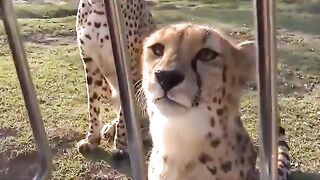 Cheetah sounds