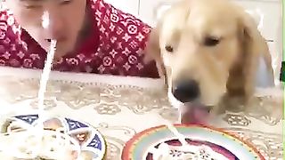 Quick-eating contest with dogs