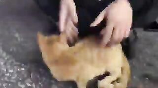 A cat that wants to sleep in its owner's lap