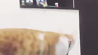 A cat asking another cat to get that thing.