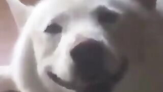A dog with a pleasant face