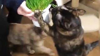 Cats that can't wait to see cat grass