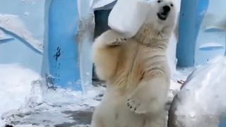 Funniest Animals-Polar Bears