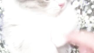 Cats funny 4