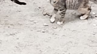 Kitty ???? 2