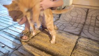 funny animals 59